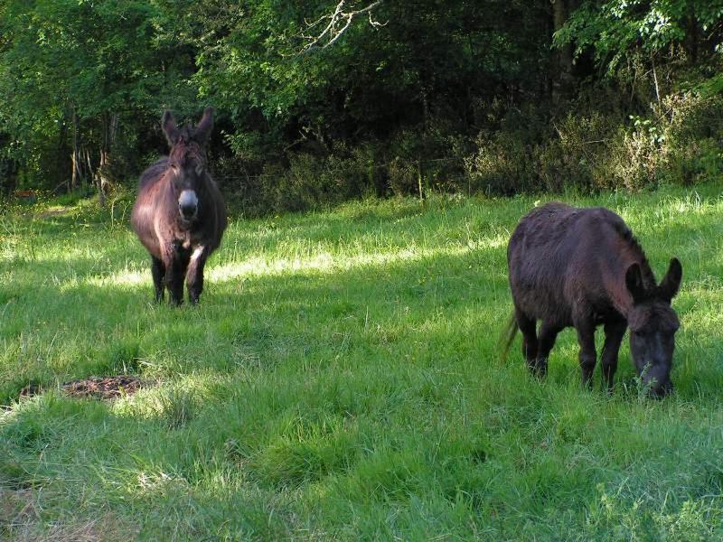 Bed & Breakfast Le Puy Babin Familiales A La Ferme
